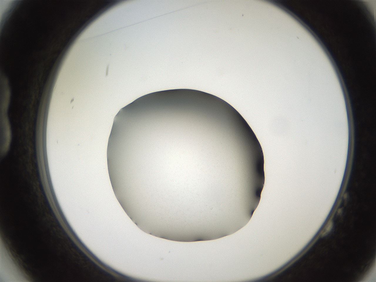 folderID247_plateID2247_batchID10277_wellNum14_profileID1_d1_r155093_ef.jpg