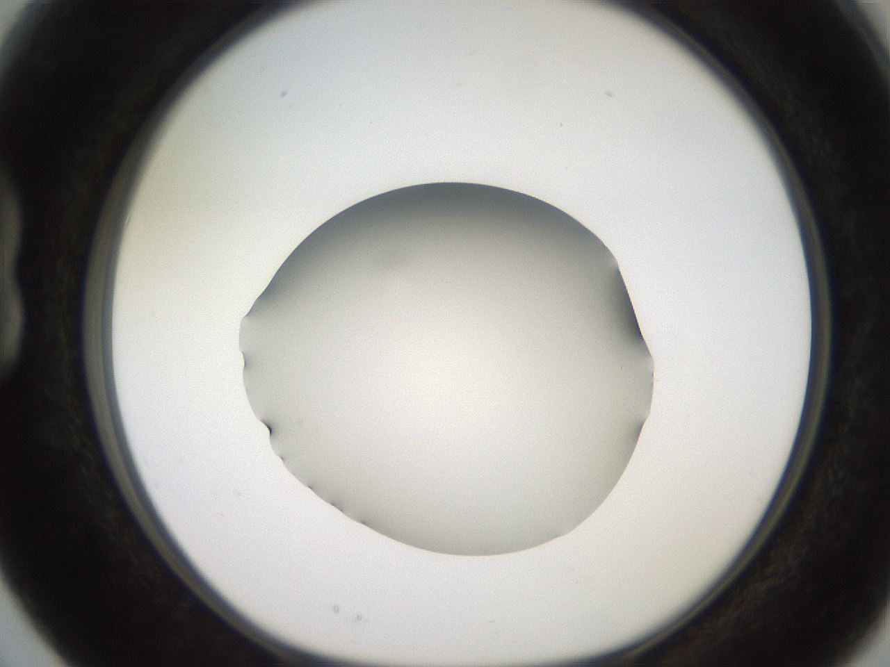 folderID247_plateID2247_batchID10277_wellNum15_profileID1_d1_r155095_ef.jpg