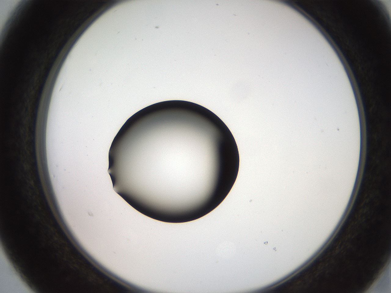 folderID247_plateID2247_batchID10277_wellNum15_profileID1_d2_r155096_ef.jpg