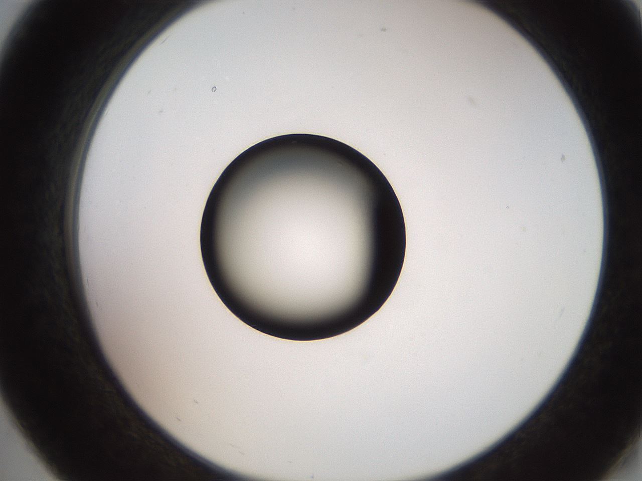 folderID247_plateID2247_batchID10277_wellNum19_profileID1_d2_r155104_ef.jpg