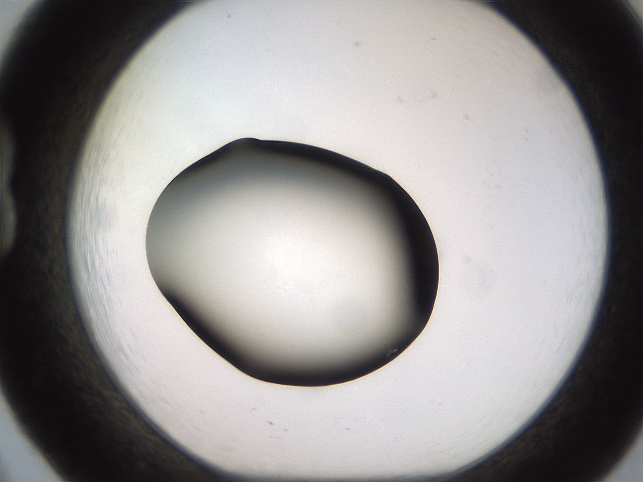 folderID247_plateID2247_batchID10277_wellNum20_profileID1_d1_r155105_ef.jpg