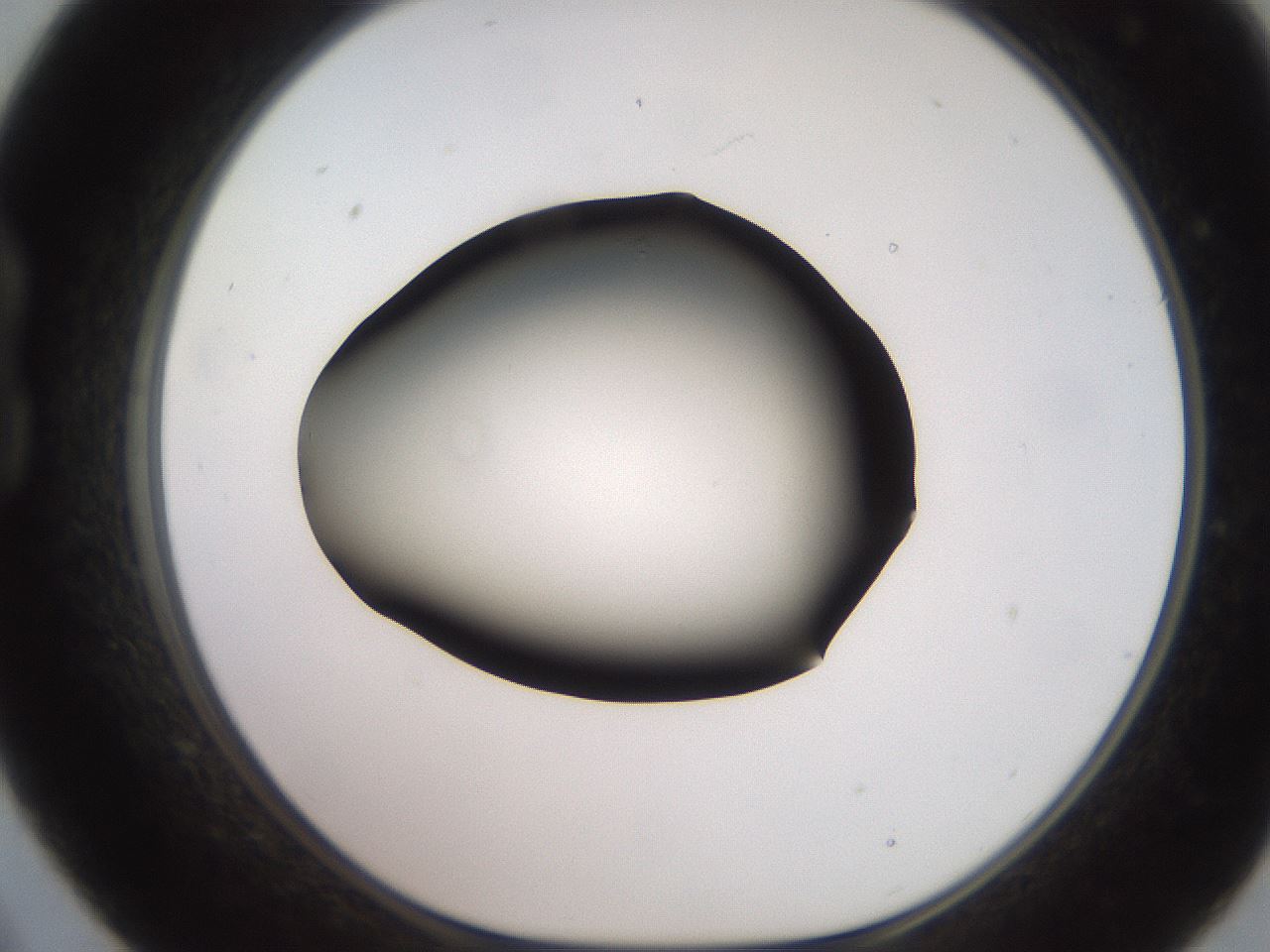 folderID247_plateID2247_batchID10277_wellNum21_profileID1_d1_r155107_ef.jpg
