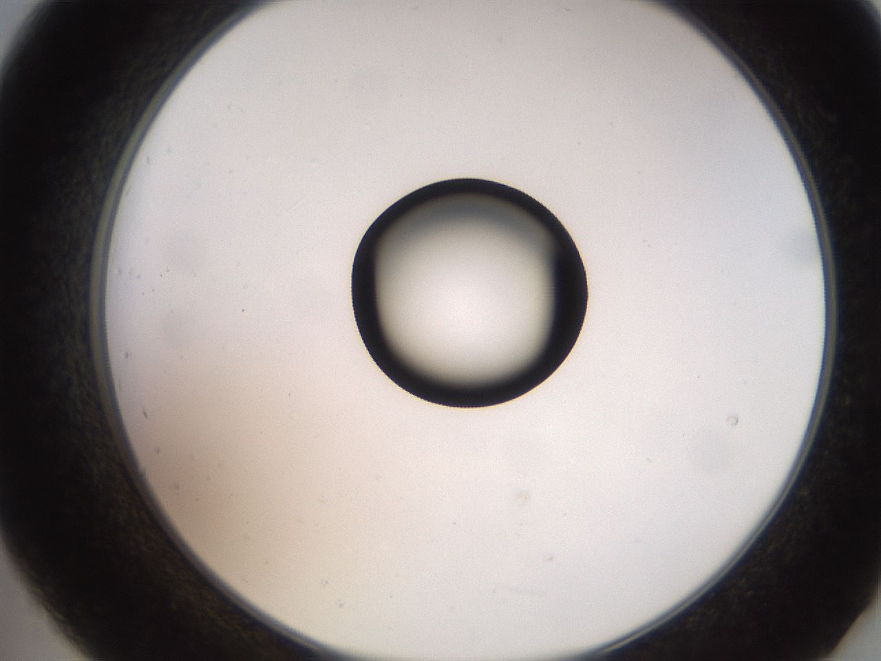folderID247_plateID2247_batchID10277_wellNum21_profileID1_d2_r155108_ef.jpg