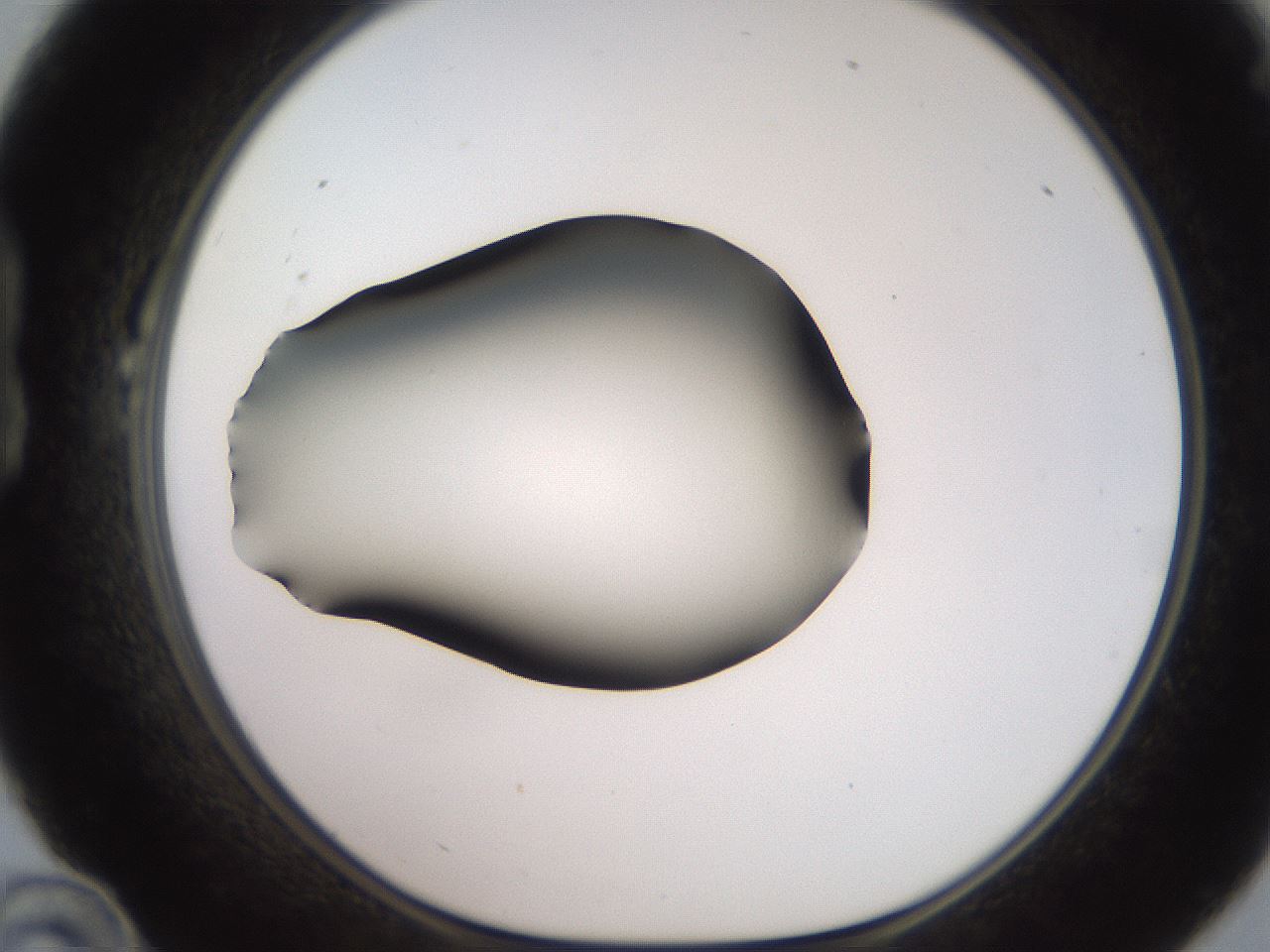 folderID247_plateID2247_batchID10277_wellNum22_profileID1_d1_r155109_ef.jpg