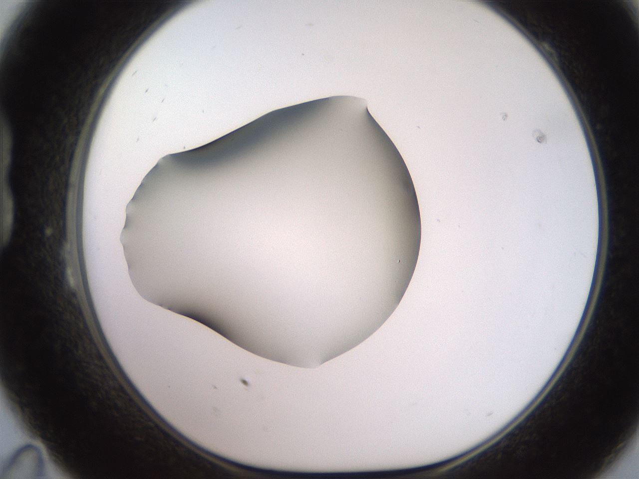 folderID247_plateID2247_batchID10277_wellNum23_profileID1_d1_r155111_ef.jpg