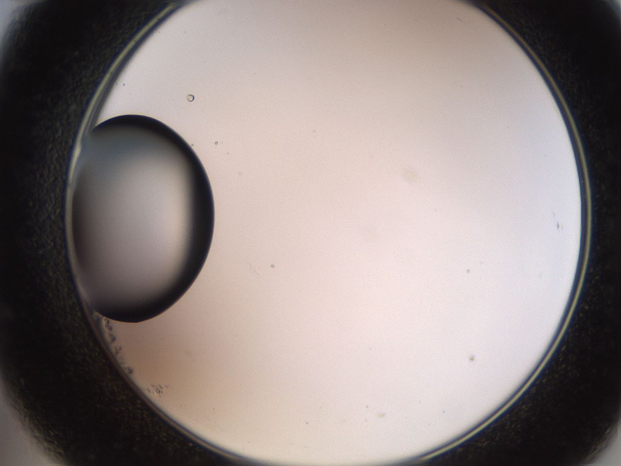 folderID247_plateID2247_batchID10277_wellNum23_profileID1_d2_r155112_ef.jpg