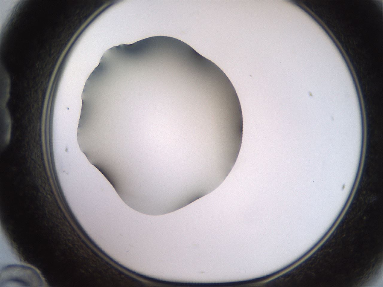 folderID247_plateID2247_batchID10277_wellNum24_profileID1_d1_r155113_ef.jpg