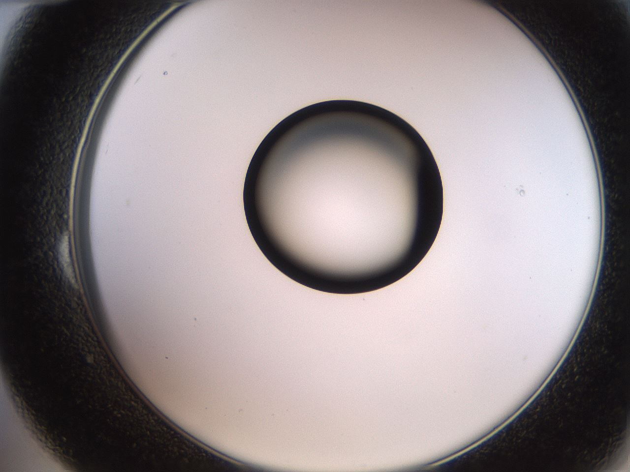 folderID247_plateID2247_batchID10277_wellNum24_profileID1_d2_r155114_ef.jpg