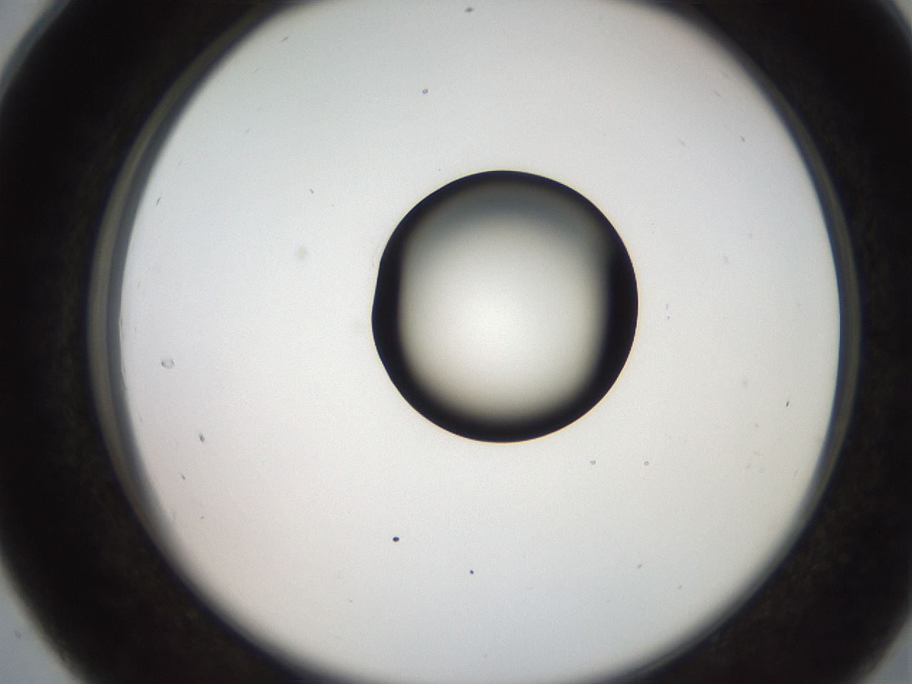 folderID247_plateID2247_batchID10277_wellNum28_profileID1_d2_r155122_ef.jpg