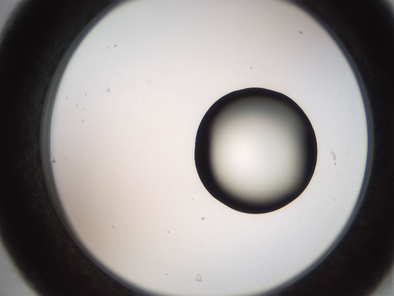 folderID247_plateID2247_batchID10277_wellNum31_profileID1_d2_r155128_ef.jpg