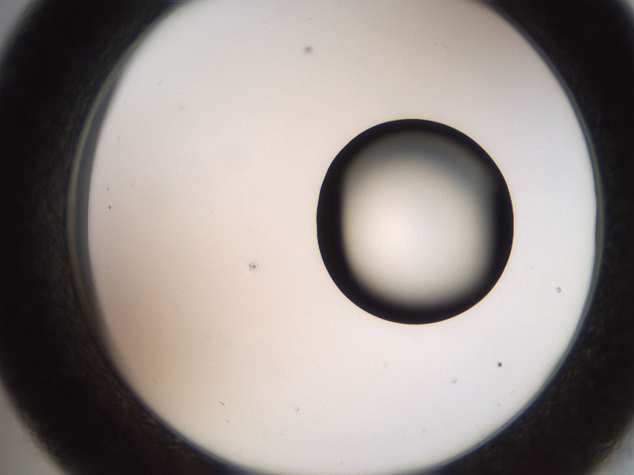 folderID247_plateID2247_batchID10277_wellNum33_profileID1_d2_r155132_ef.jpg