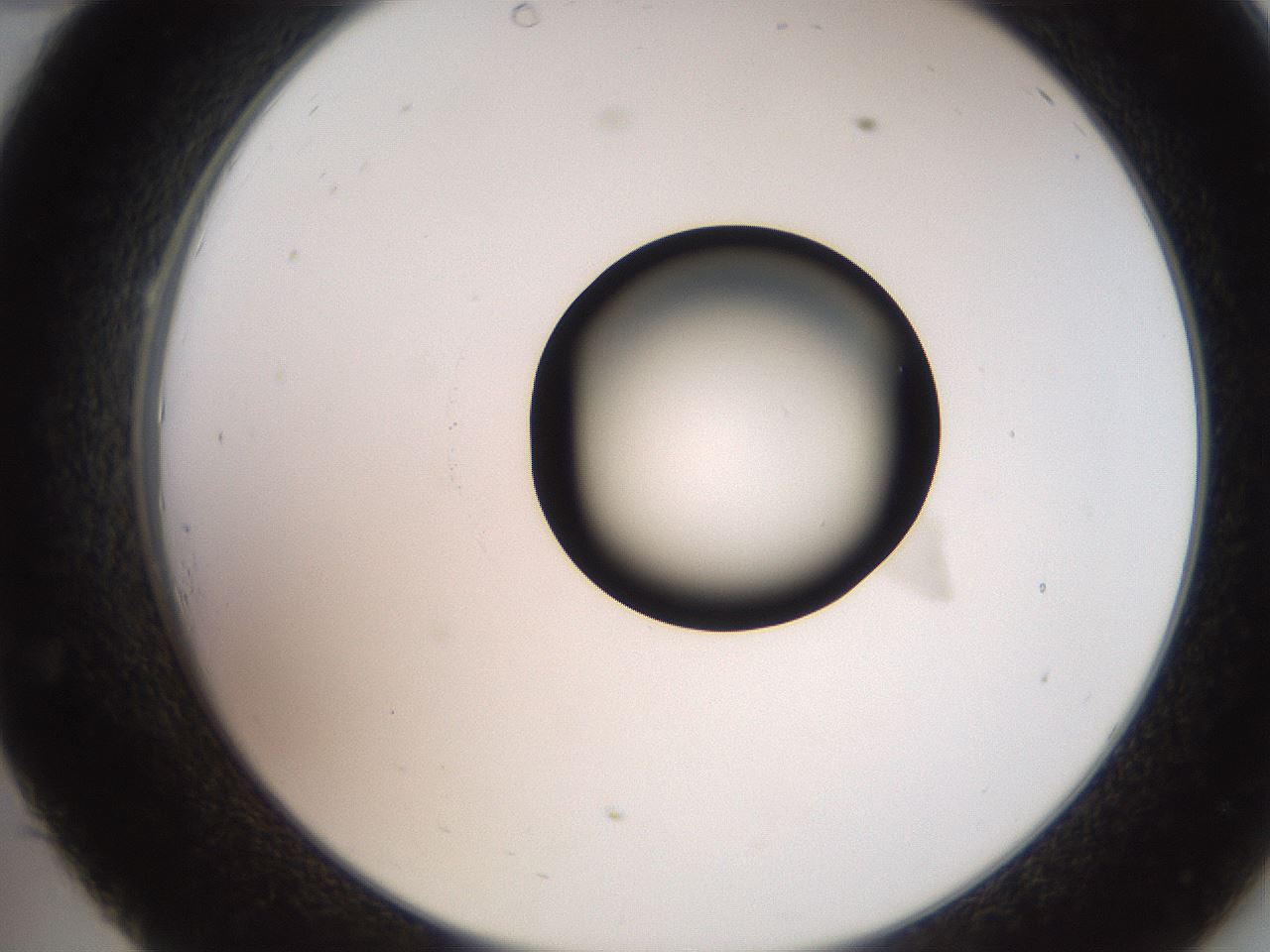 folderID247_plateID2247_batchID10277_wellNum34_profileID1_d2_r155134_ef.jpg