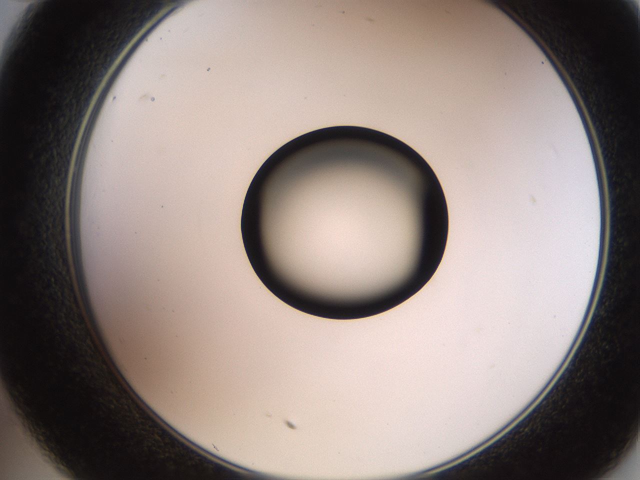 folderID247_plateID2247_batchID10277_wellNum35_profileID1_d2_r155136_ef.jpg