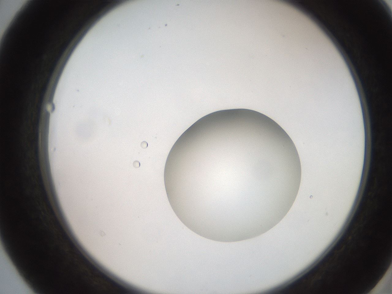 folderID247_plateID2247_batchID10277_wellNum40_profileID1_d2_r155146_ef.jpg