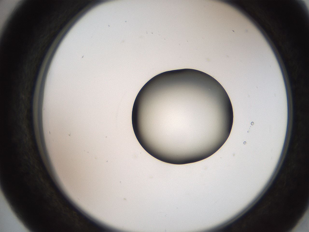 folderID247_plateID2247_batchID10277_wellNum41_profileID1_d2_r155148_ef.jpg