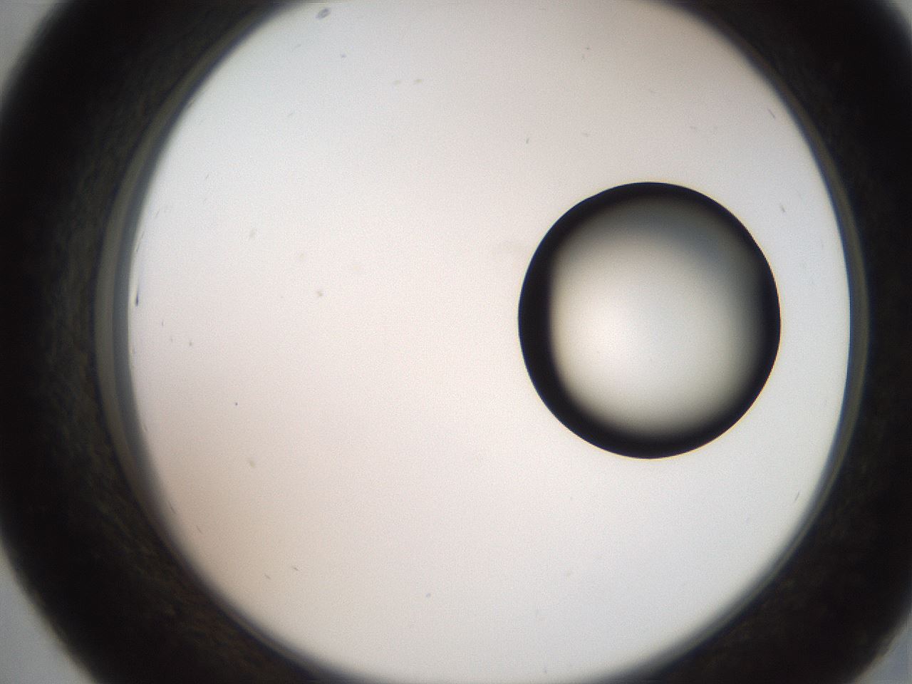 folderID247_plateID2247_batchID10277_wellNum43_profileID1_d2_r155152_ef.jpg