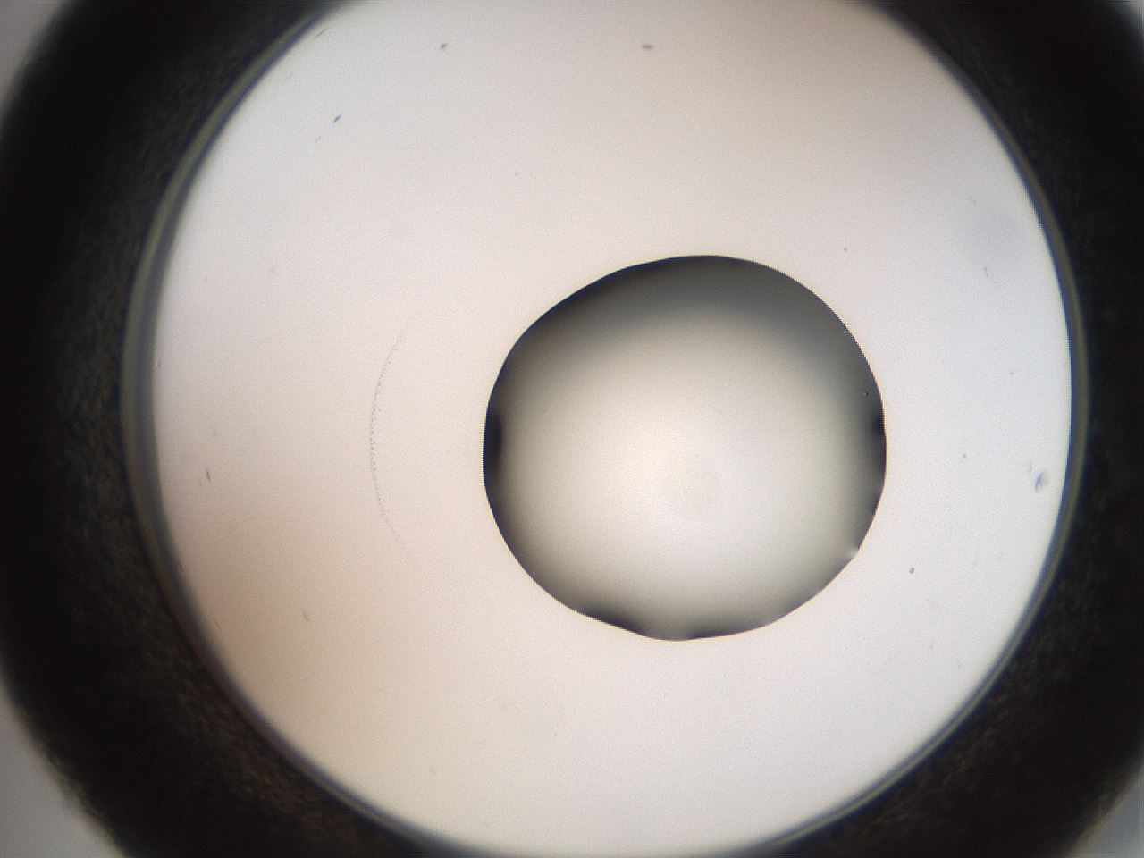 folderID247_plateID2247_batchID10277_wellNum45_profileID1_d2_r155156_ef.jpg