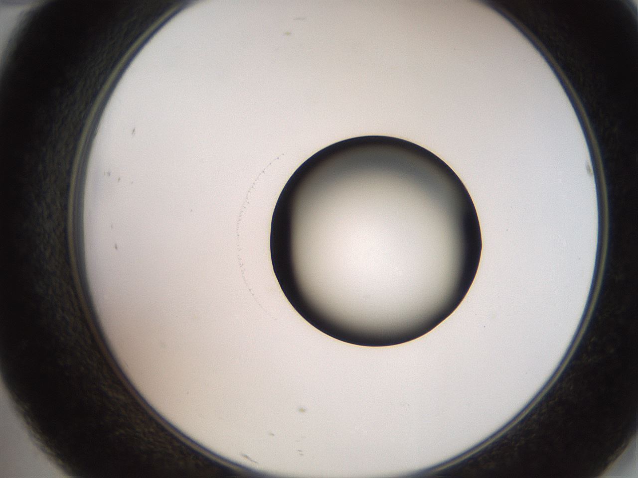 folderID247_plateID2247_batchID10277_wellNum46_profileID1_d2_r155158_ef.jpg