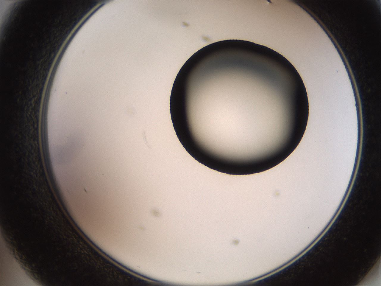 folderID247_plateID2247_batchID10277_wellNum47_profileID1_d2_r155160_ef.jpg
