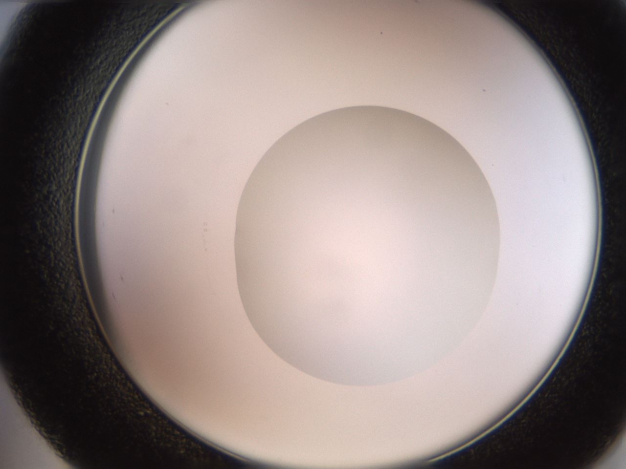 folderID247_plateID2247_batchID10277_wellNum48_profileID1_d2_r155162_ef.jpg