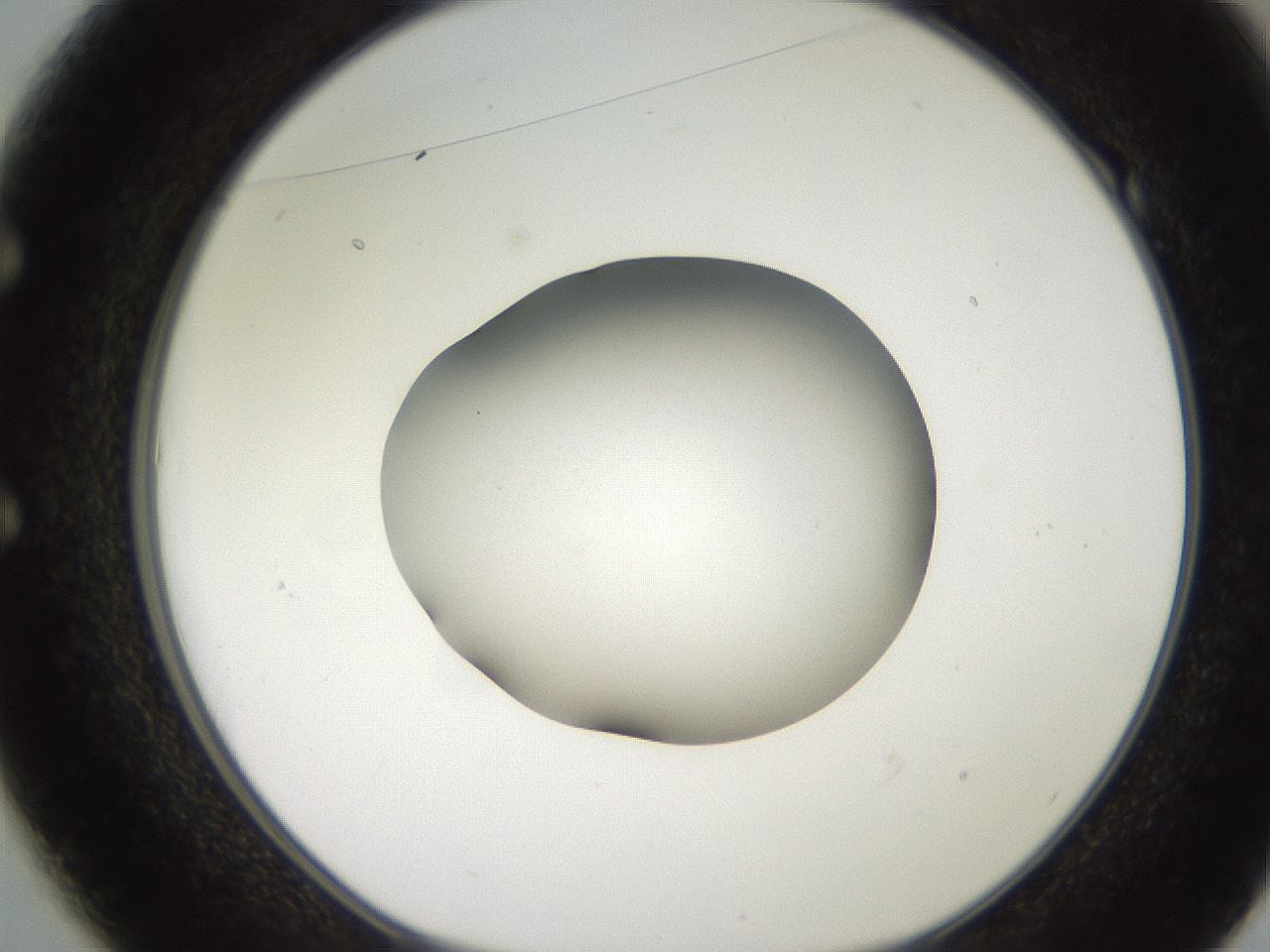 folderID247_plateID2247_batchID10277_wellNum49_profileID1_d1_r155163_ef.jpg