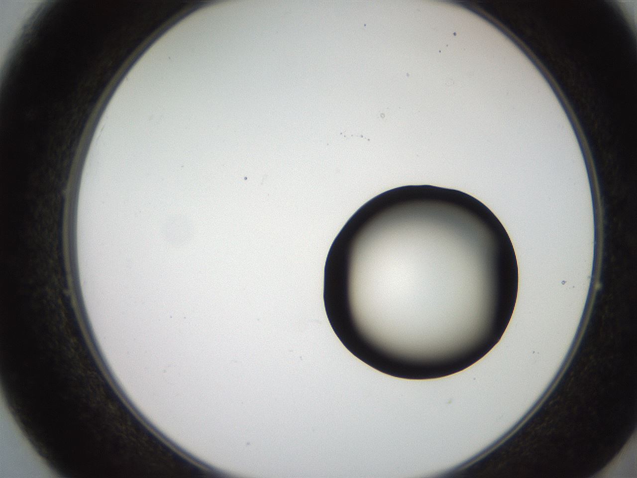 folderID247_plateID2247_batchID10277_wellNum49_profileID1_d2_r155164_ef.jpg