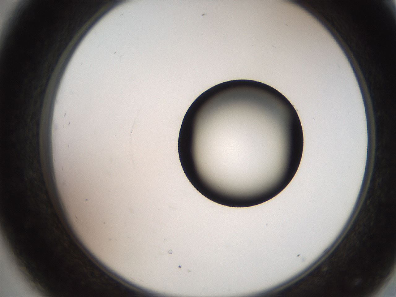 folderID247_plateID2247_batchID10277_wellNum44_profileID1_d2_r155154_ef.jpg