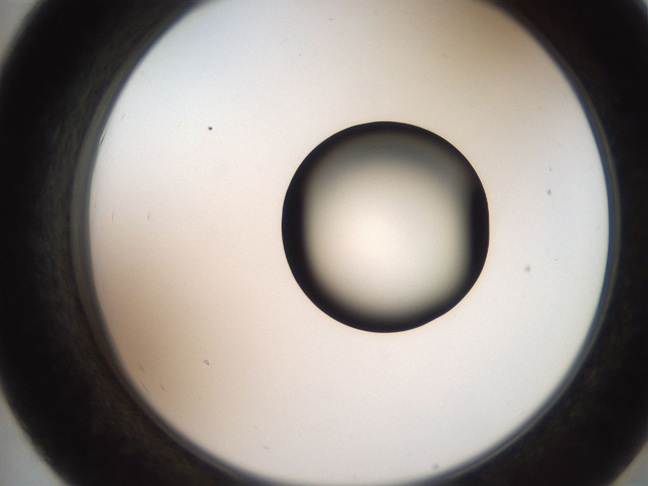 folderID247_plateID2247_batchID10277_wellNum55_profileID1_d2_r155176_ef.jpg