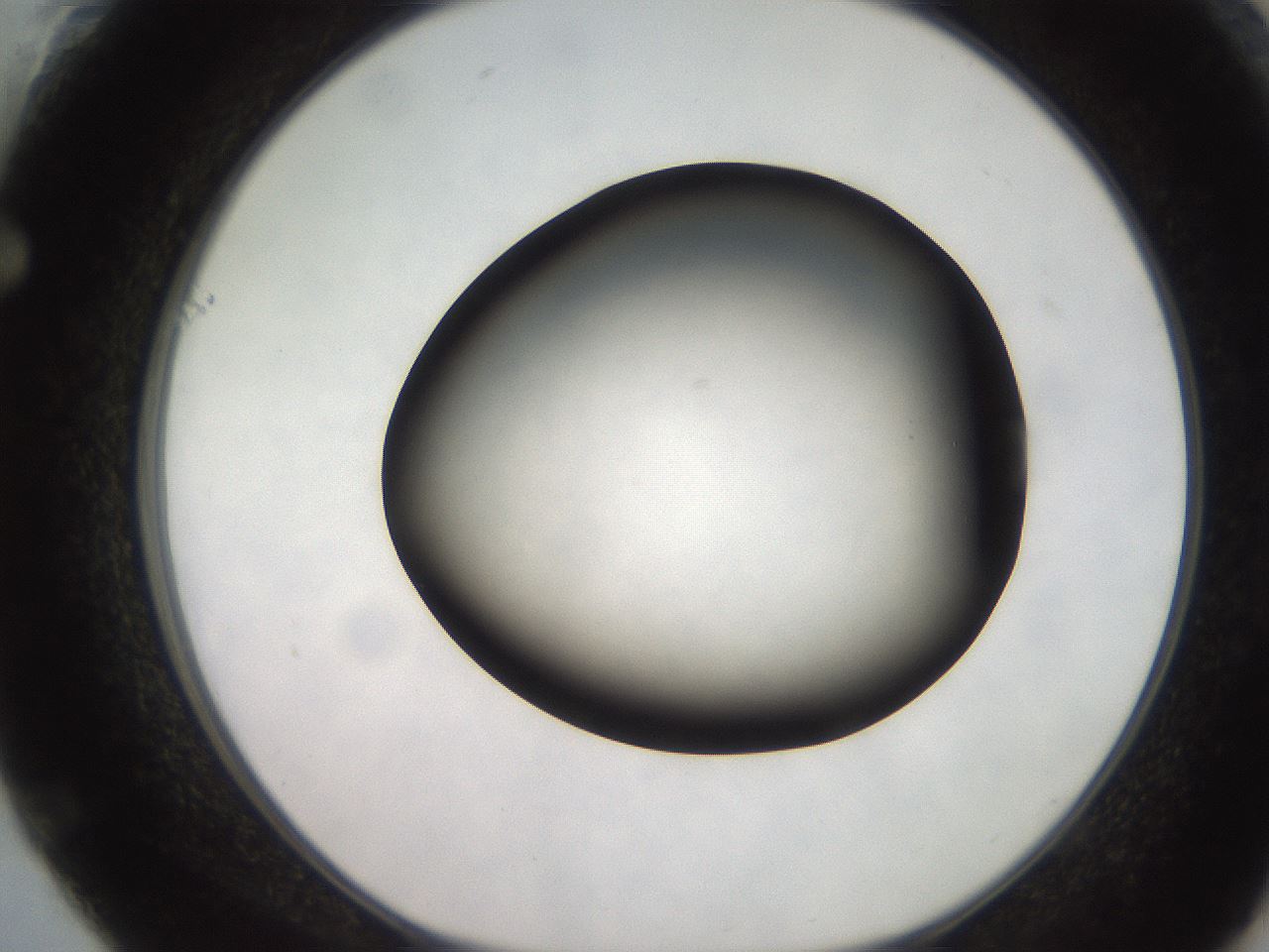 folderID247_plateID2247_batchID10277_wellNum61_profileID1_d1_r155187_ef.jpg