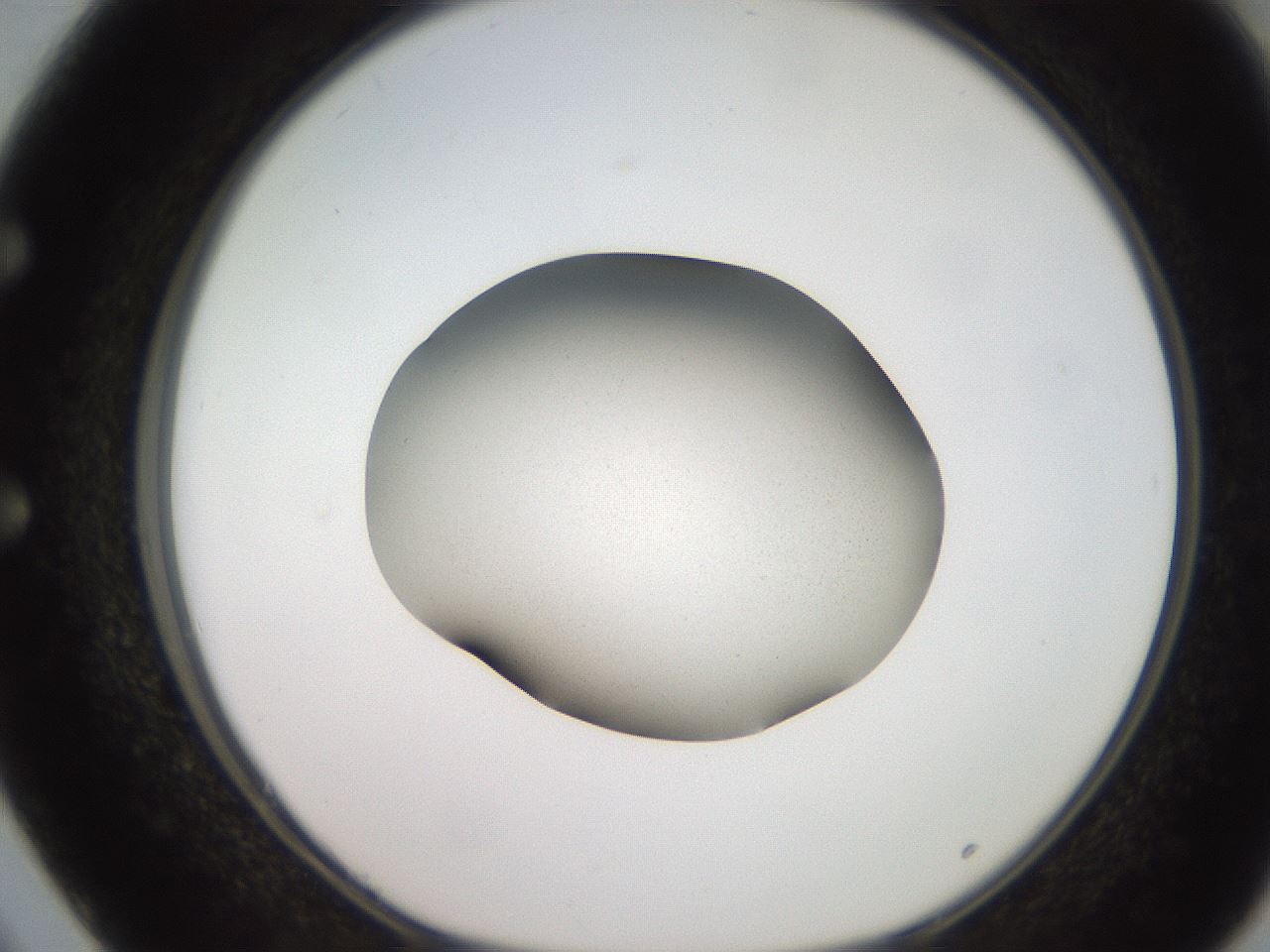 folderID247_plateID2247_batchID10277_wellNum50_profileID1_d1_r155165_ef.jpg