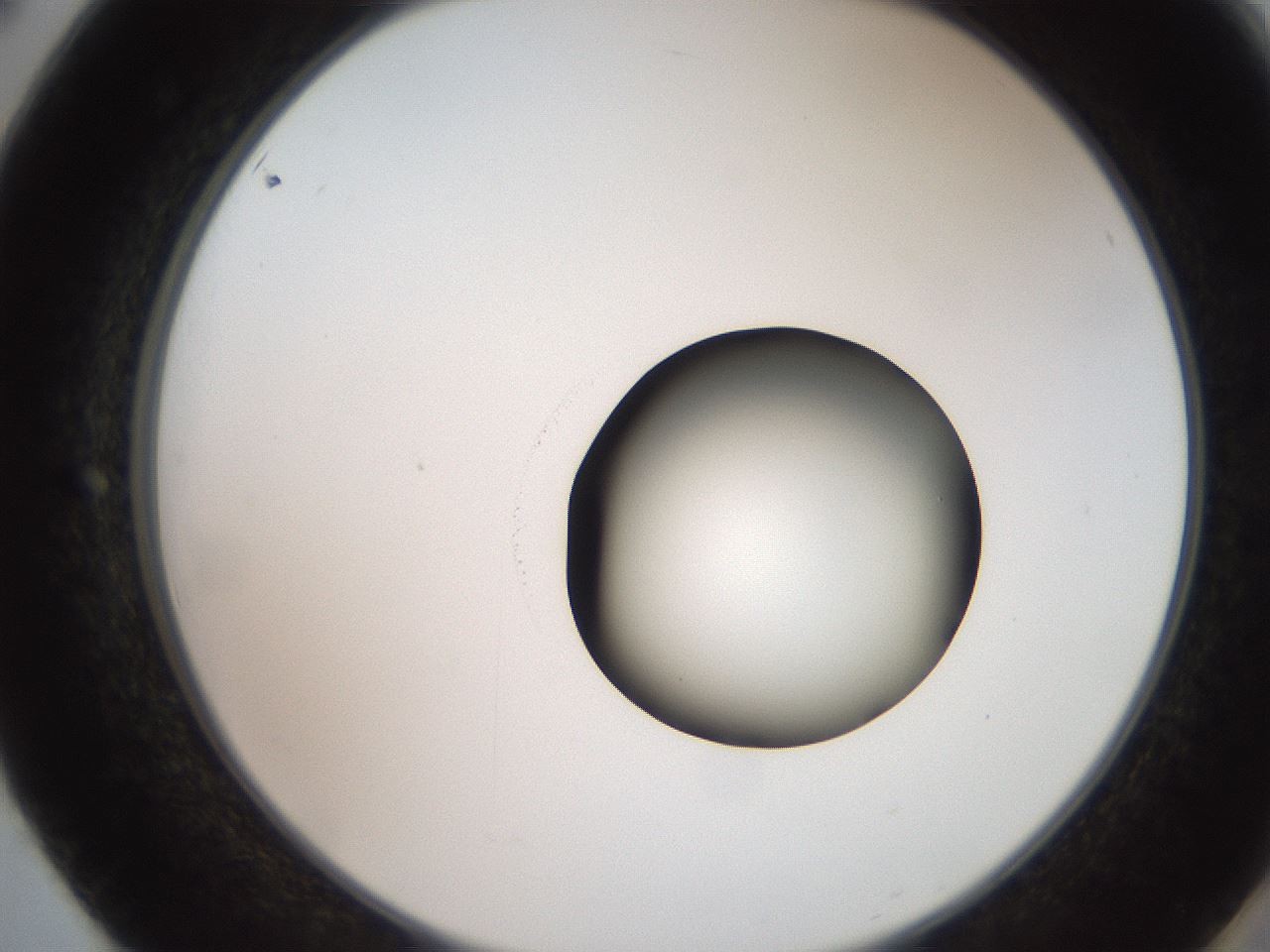 folderID247_plateID2247_batchID10277_wellNum50_profileID1_d2_r155166_ef.jpg