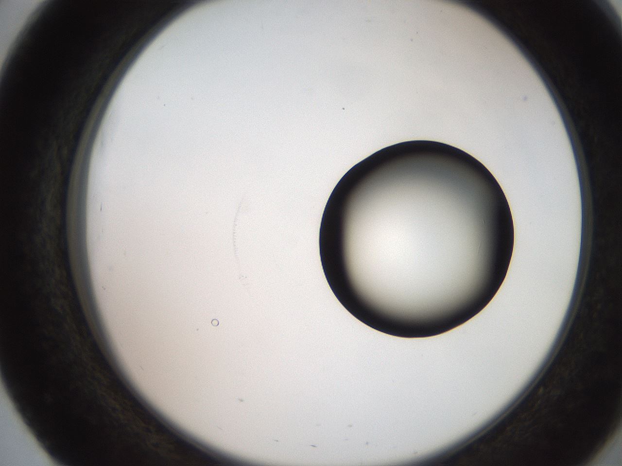 folderID247_plateID2247_batchID10277_wellNum51_profileID1_d2_r155168_ef.jpg