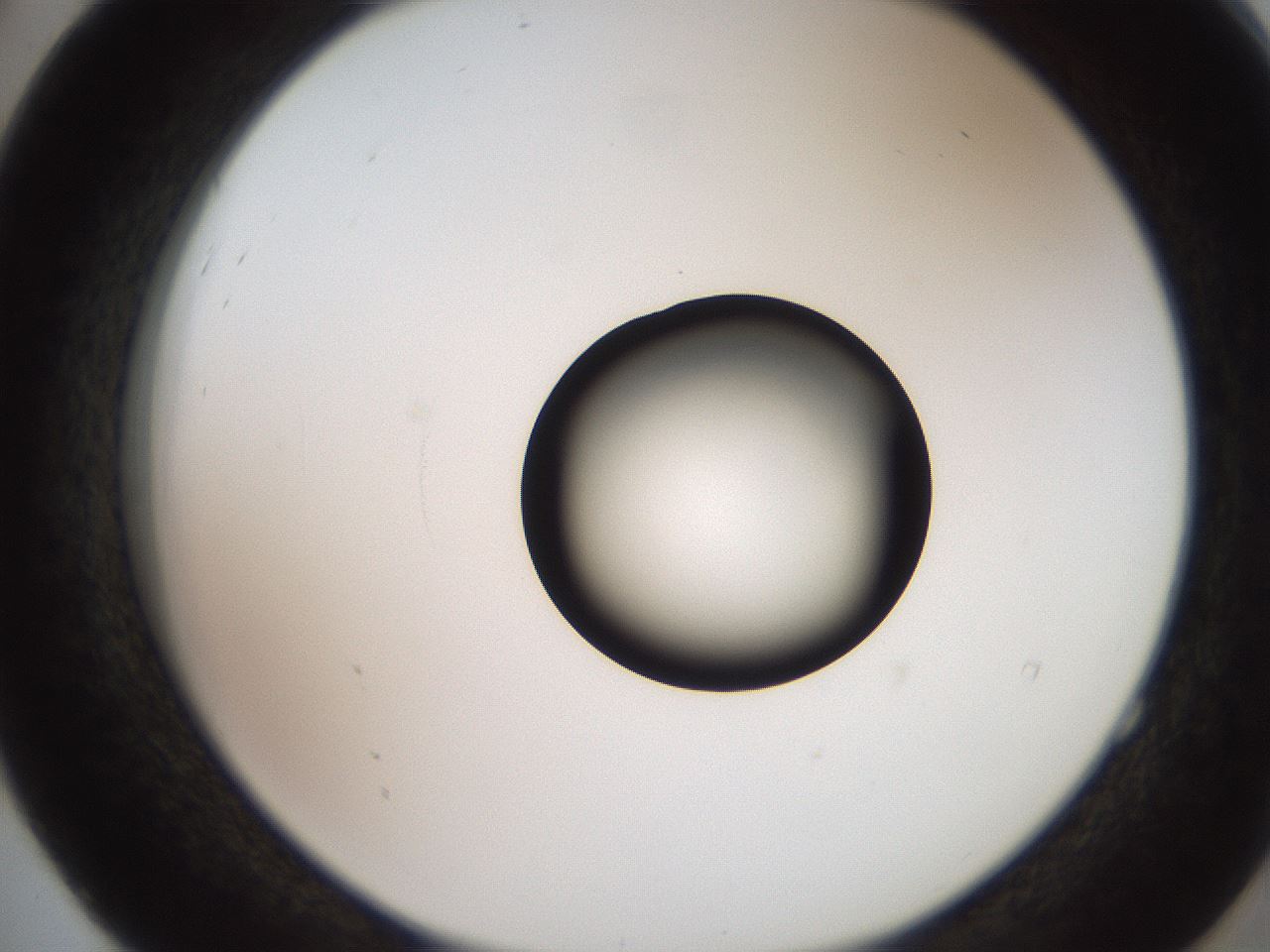 folderID247_plateID2247_batchID10277_wellNum52_profileID1_d2_r155170_ef.jpg
