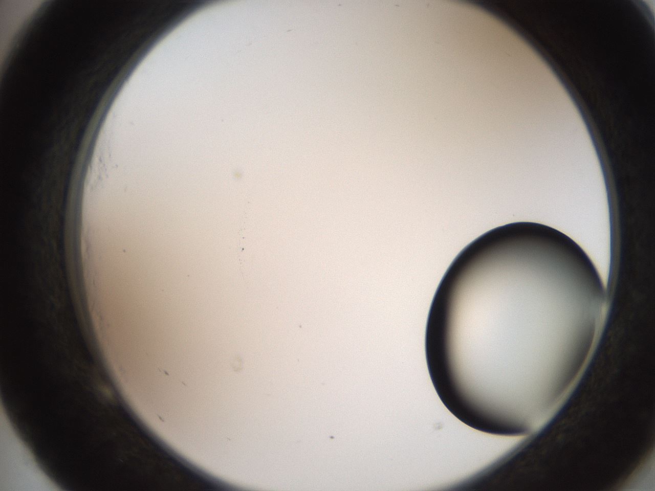 folderID247_plateID2247_batchID10277_wellNum53_profileID1_d2_r155172_ef.jpg