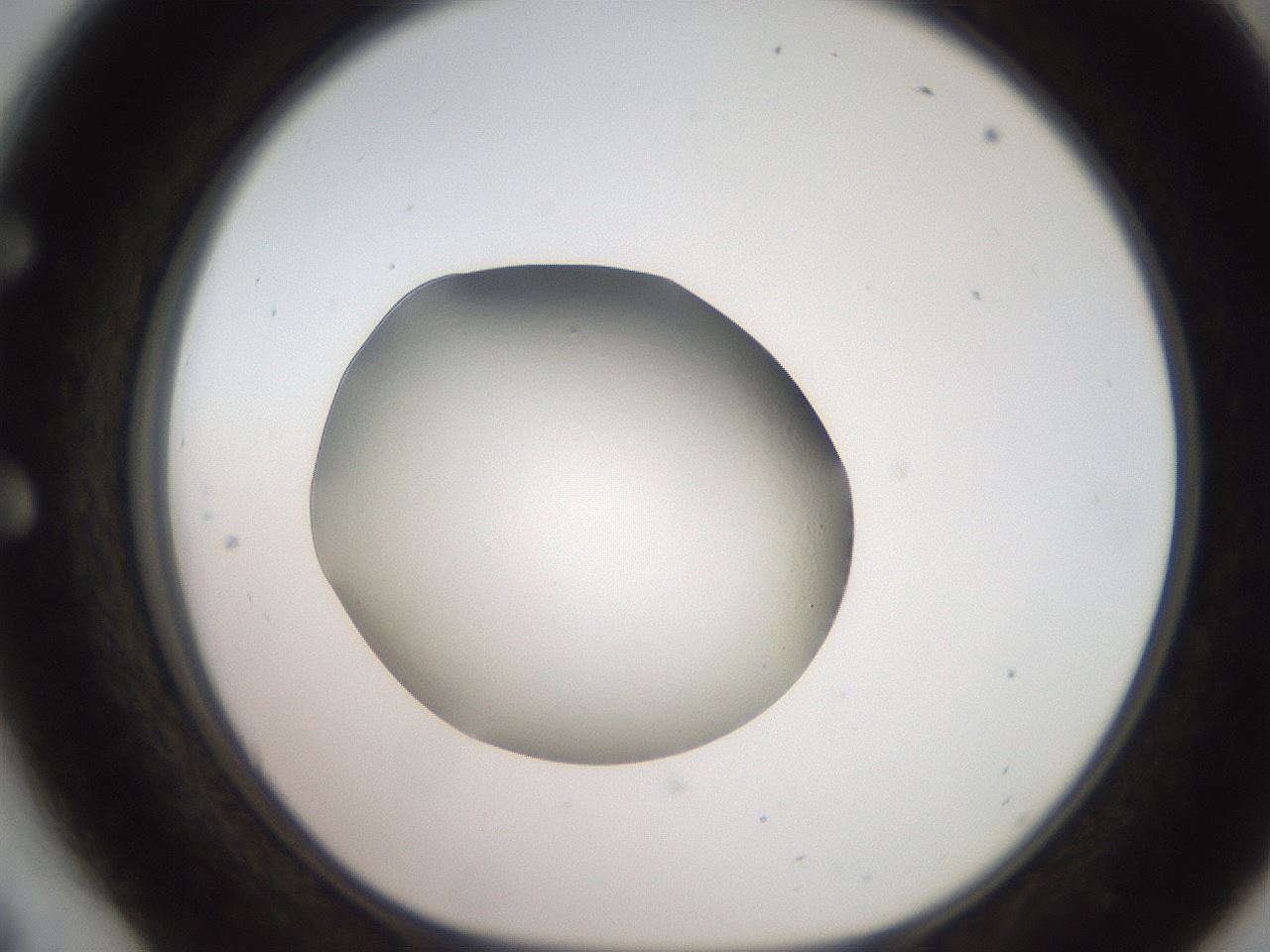 folderID247_plateID2247_batchID10277_wellNum54_profileID1_d1_r155173_ef.jpg