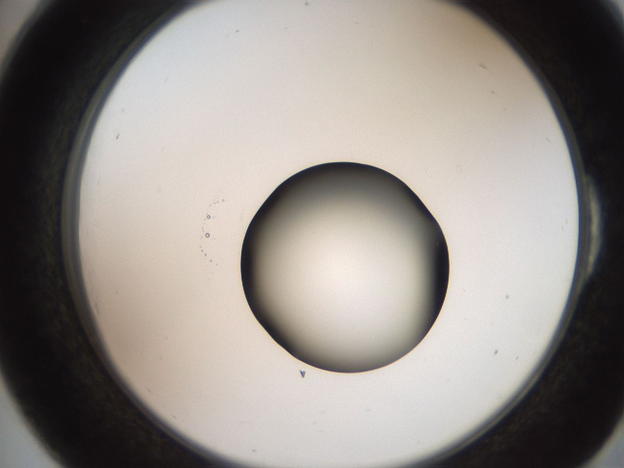 folderID247_plateID2247_batchID10277_wellNum54_profileID1_d2_r155174_ef.jpg