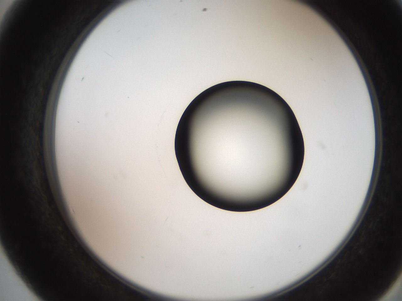 folderID247_plateID2247_batchID10277_wellNum56_profileID1_d2_r155178_ef.jpg