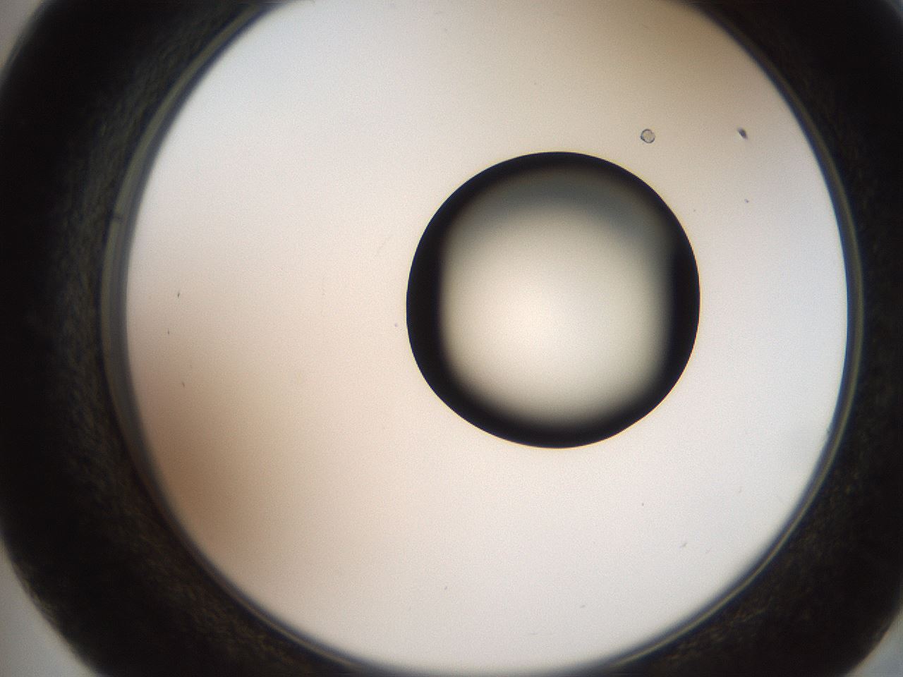 folderID247_plateID2247_batchID10277_wellNum57_profileID1_d2_r155180_ef.jpg