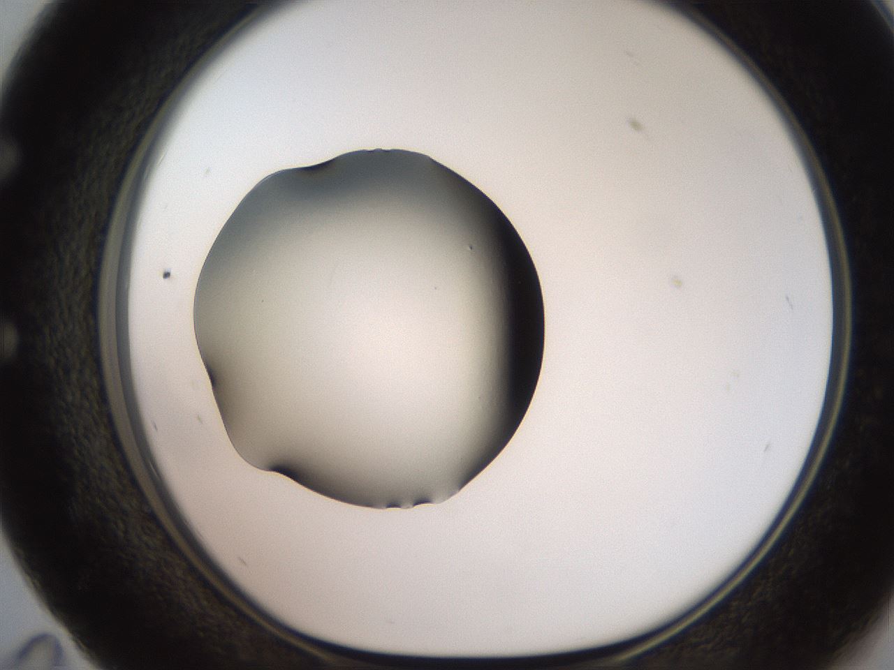 folderID247_plateID2247_batchID10277_wellNum59_profileID1_d1_r155183_ef.jpg