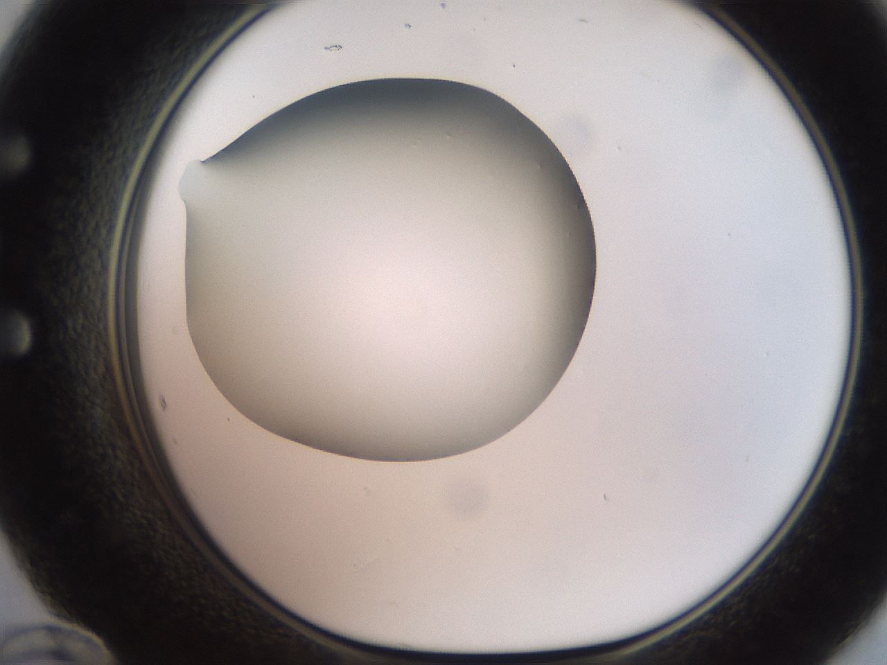 folderID247_plateID2247_batchID10277_wellNum60_profileID1_d1_r155185_ef.jpg
