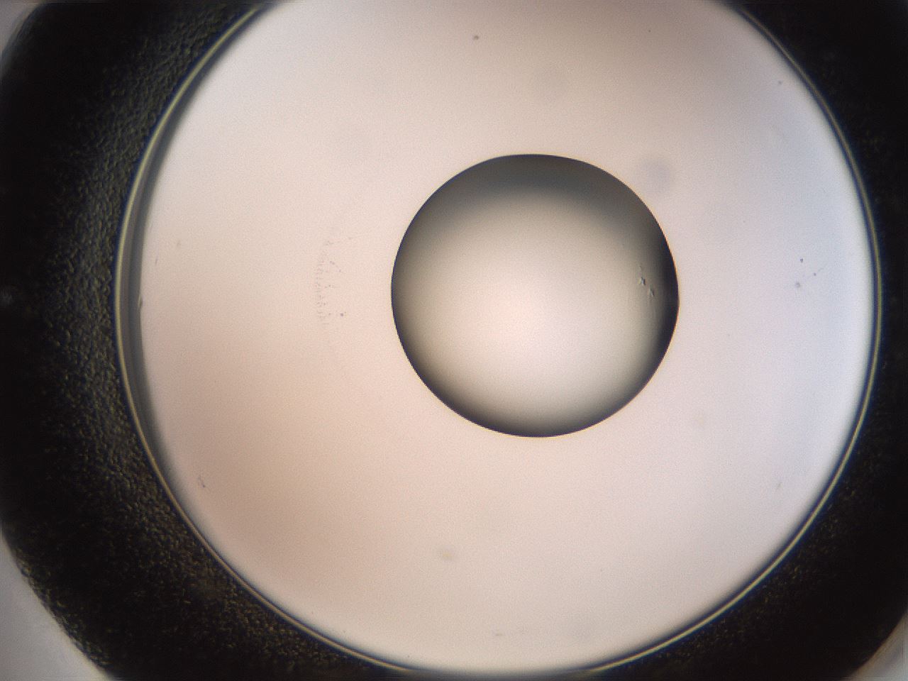 folderID247_plateID2247_batchID10277_wellNum60_profileID1_d2_r155186_ef.jpg