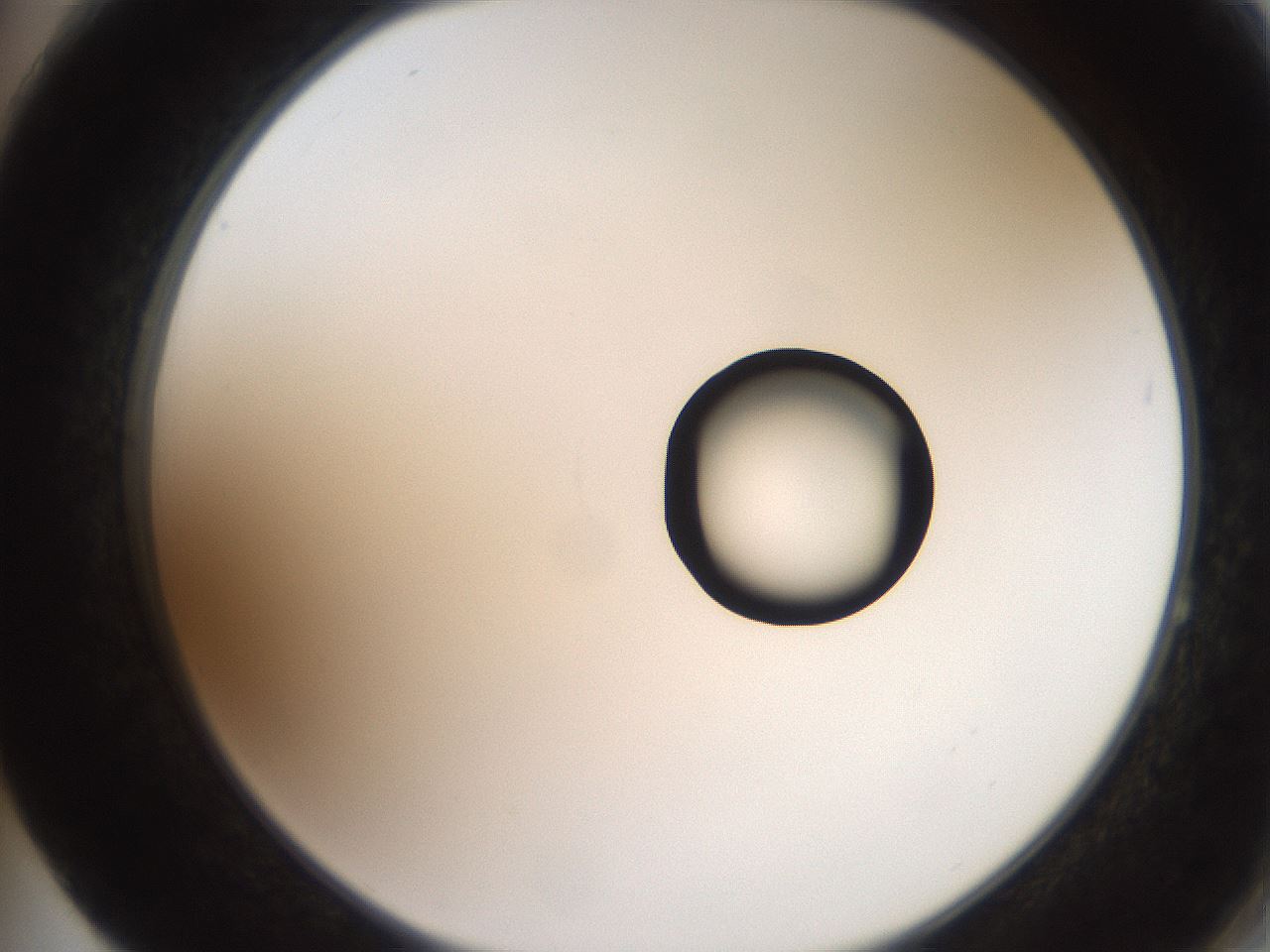 folderID247_plateID2247_batchID10277_wellNum64_profileID1_d2_r155194_ef.jpg