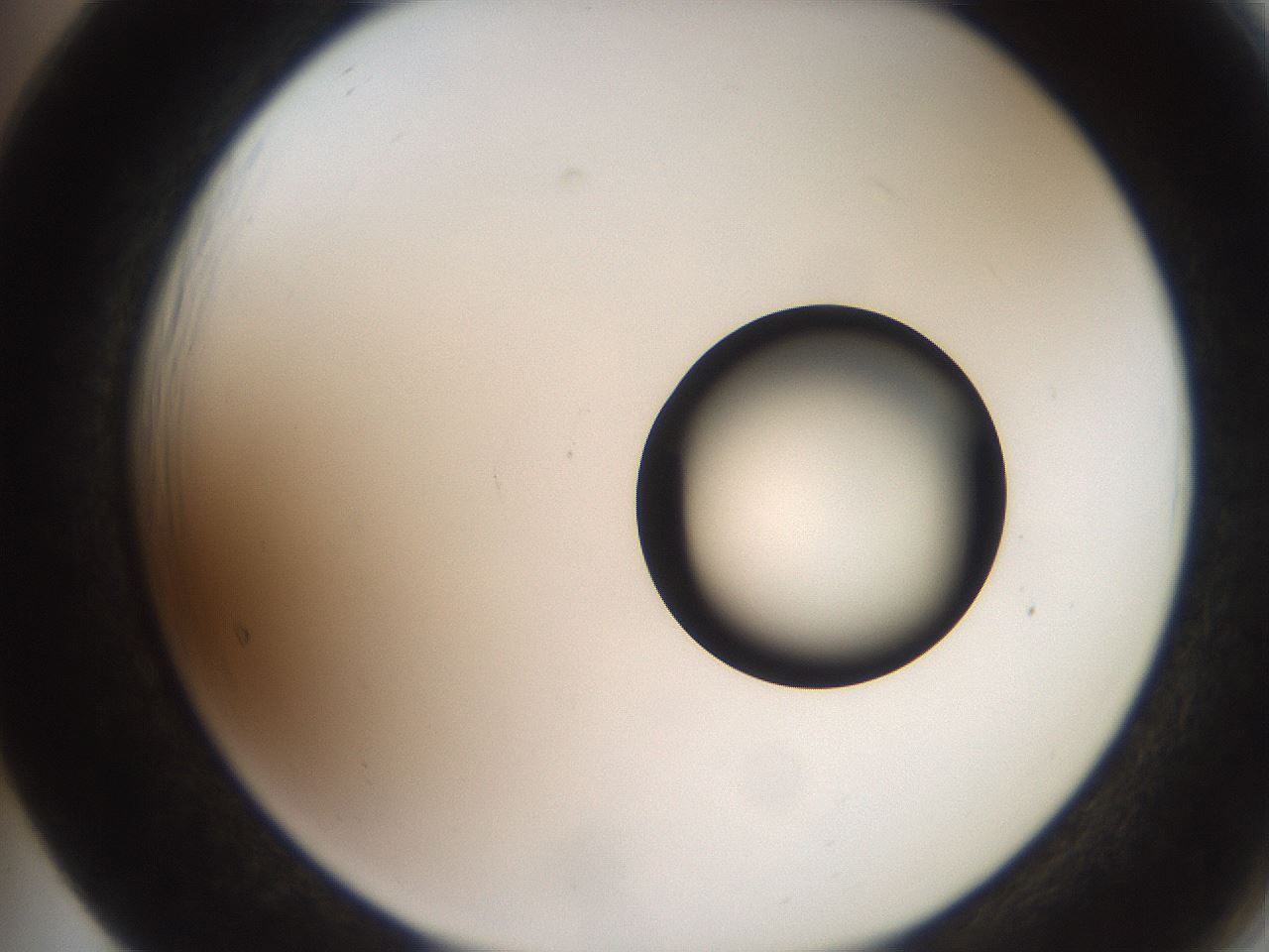 folderID247_plateID2247_batchID10277_wellNum65_profileID1_d2_r155196_ef.jpg