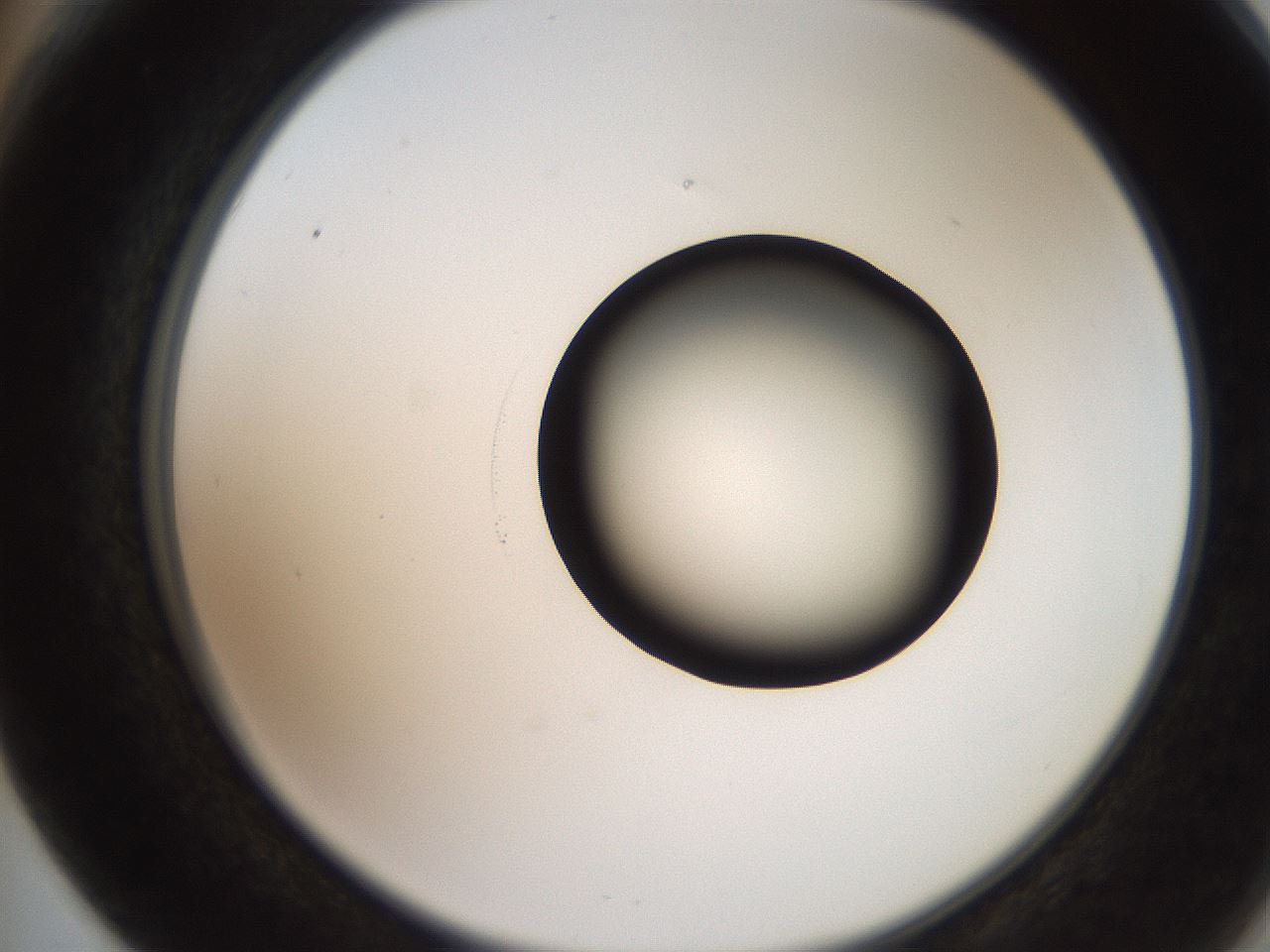 folderID247_plateID2247_batchID10277_wellNum66_profileID1_d2_r155198_ef.jpg