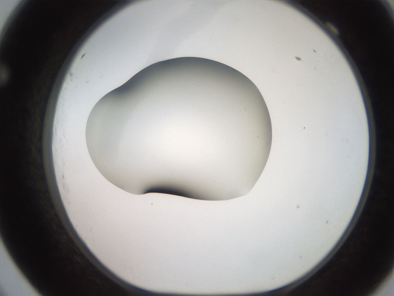 folderID247_plateID2247_batchID10277_wellNum69_profileID1_d1_r155203_ef.jpg