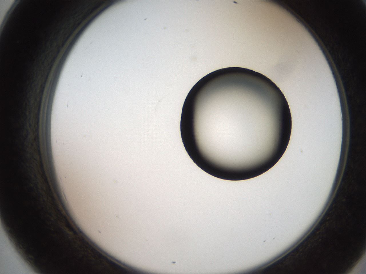 folderID247_plateID2247_batchID10277_wellNum69_profileID1_d2_r155204_ef.jpg