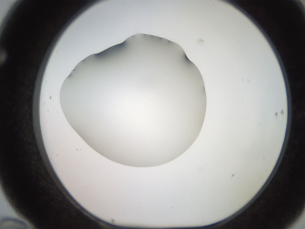 folderID247_plateID2247_batchID10277_wellNum70_profileID1_d1_r155205_ef.jpg