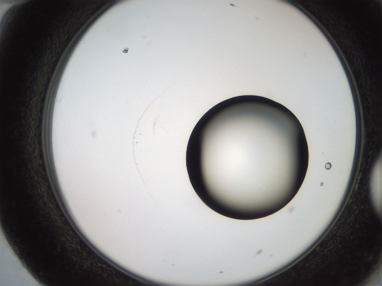 folderID247_plateID2247_batchID10277_wellNum70_profileID1_d2_r155206_ef.jpg