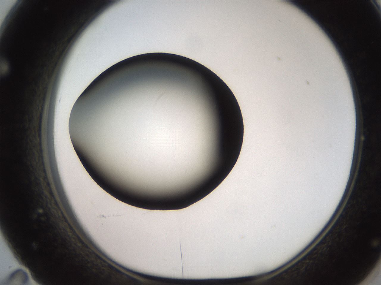 folderID247_plateID2247_batchID10277_wellNum71_profileID1_d1_r155207_ef.jpg