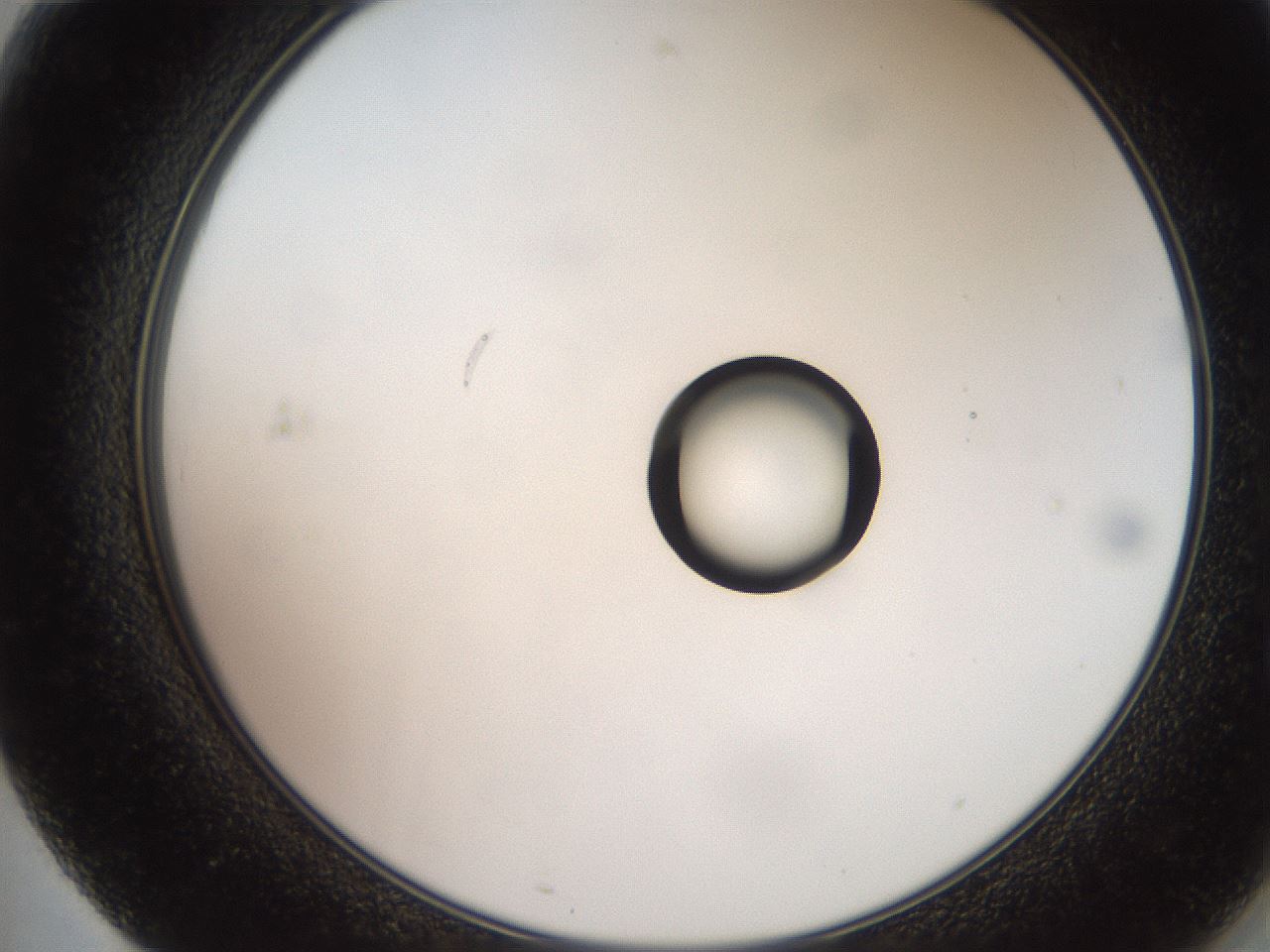 folderID247_plateID2247_batchID10277_wellNum71_profileID1_d2_r155208_ef.jpg